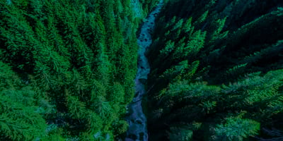 Overhead shot of evergreen tree tops along a riverbank